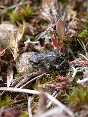 David Plant Photography - Wildlife Photographer - Natterjack juvenile - A